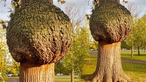 20 Most Unusual Trees in The World