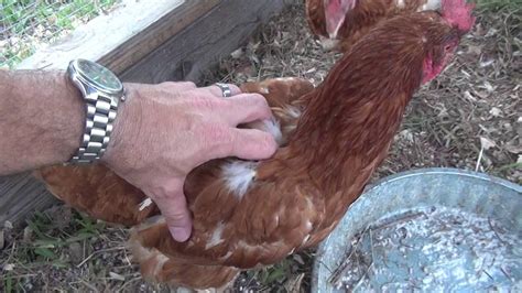 Chicken Tractor - Easy Feeding Cleaning and Maintenance  Useful Knowledge