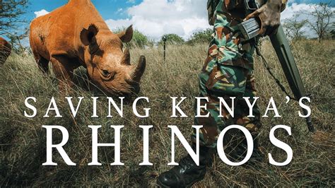 THE BRINK Reporting from the Front Lines of Conservation  Black Rhinos in Kenya  Short Film