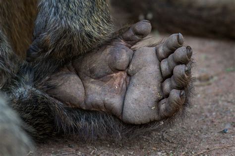 20 People Who Went Toe-to-Toe with Wild Animals